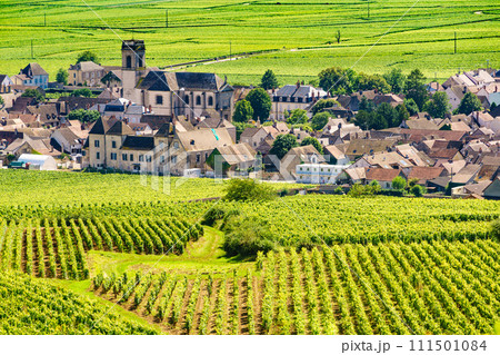 Vineyards and Pommard village, Burgundy in France. 111501084