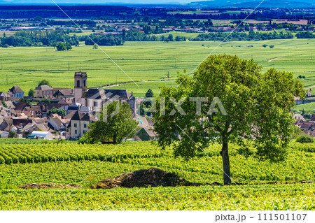 Vineyards and Pommard village, Burgundy in France. 111501107