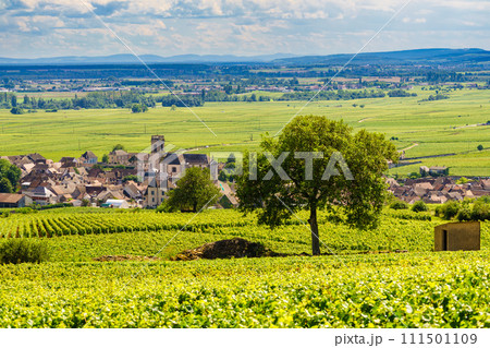 Vineyards and Pommard village, Burgundy in France. 111501109