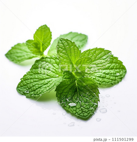 Wet mint leaves white background 111501299