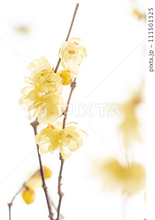 春の訪れ 優しく咲くロウバイの花 春の訪れ 優しく咲くロウバイの花 111501325