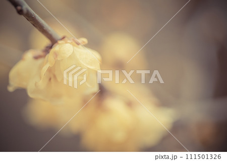 春の訪れ　優しく咲くロウバイの花 111501326