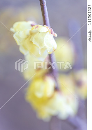 春の訪れ　優しく咲くロウバイの花 111501328