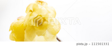 春の訪れ　優しく咲くロウバイの花 111501331