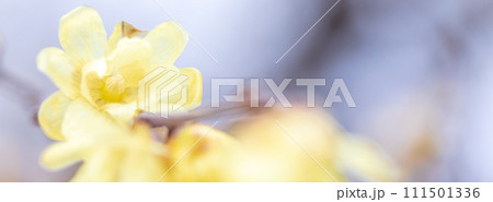 春の訪れ　優しく咲くロウバイの花 111501336