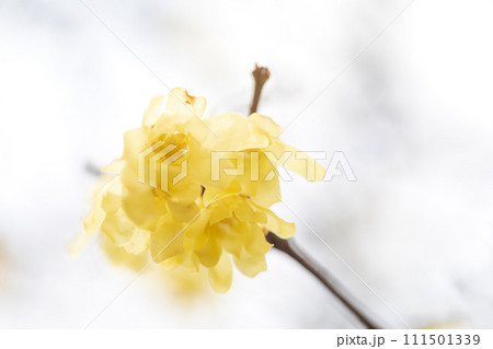 春の訪れ　優しく咲くロウバイの花 111501339
