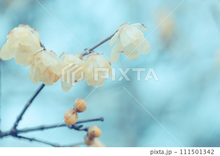 春の訪れ 優しく咲くロウバイの花 春の訪れ 優しく咲くロウバイの花 111501342