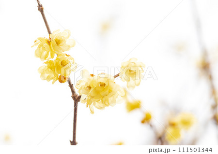 春の訪れ 優しく咲くロウバイの花 春の訪れ 優しく咲くロウバイの花 111501344