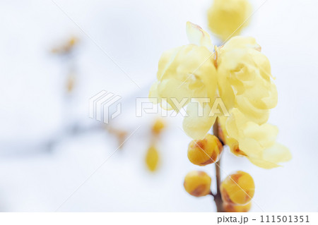 春の訪れ 優しく咲くロウバイの花 春の訪れ 優しく咲くロウバイの花 111501351