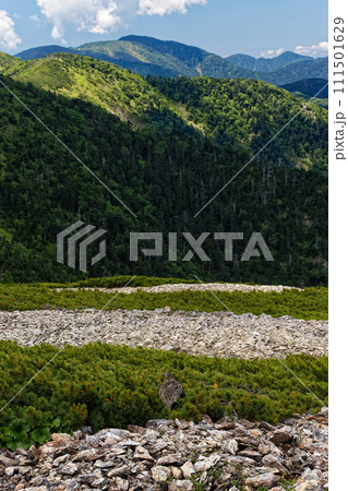 南アルプス・茶臼岳稜線のライチョウと光岳方面の山並み 111501629