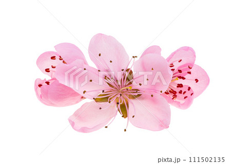 pink sakura flowers isolated pink sakura flowers isolated 111502135