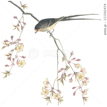 イラスト　桜とツバメ 111502474