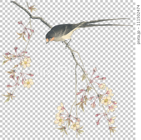 イラスト　桜とツバメ 111502474