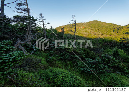 南アルプス・イザルガ岳付近の縦走路から見る朝の光岳 111503127