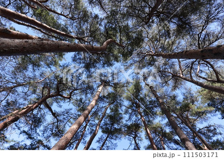 自然 植物 アカマツ、アカマツの林。日本の松では一番広く分布しているそうです、赤い樹皮が特徴 自然 植物 アカマツ、アカマツの林。日本の松では一番広く分布しているそうです、赤い樹皮が特徴 111503171