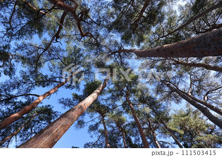 自然　植物　アカマツ、高さは三十メートにも。クロマツより葉が柔らかいのでメマツとも呼ばれます 111503415