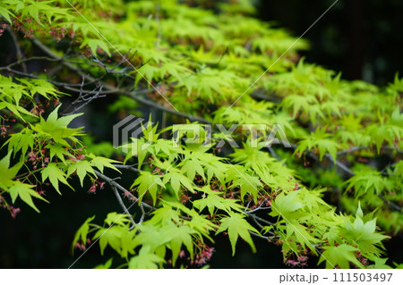 南禅寺 天授庵 南禅寺 天授庵 111503497