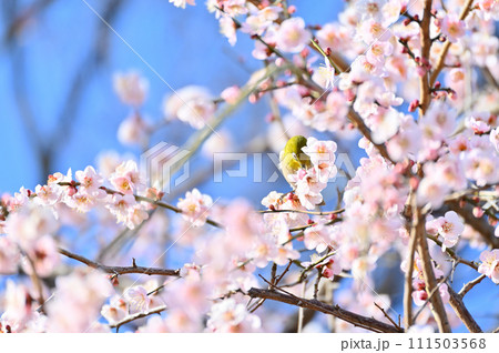 梅の花の蜜を吸うメジロと爽やかな春の空 満開の梅林 春 梅の花の蜜を吸うメジロと爽やかな春の空 満開の梅林 春 111503568