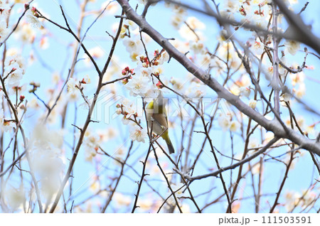 梅の花の蜜を吸うメジロと爽やかな春の空 満開の梅林 春 梅の花の蜜を吸うメジロと爽やかな春の空 満開の梅林 春 111503591