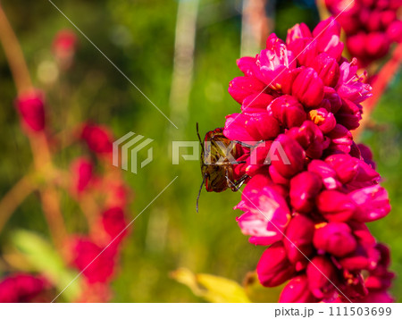 小さくて真っ赤な花が穂状に咲くオオケタデ（大毛蓼）の蜜を吸っているアオクサカメムシ（青臭亀虫）の幼虫 111503699