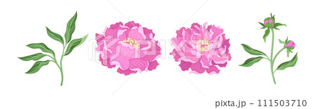 Lush Pink Peony Flower Bud with Green Stem and Leaves Vector Set 111503710
