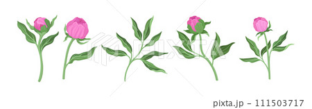 Lush Pink Peony Flower Bud with Green Stem and Leaves Vector Set 111503717