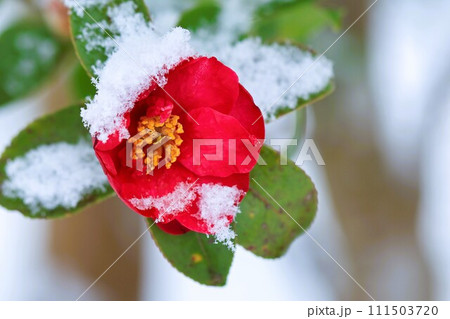 一輪の赤いサザンカに白い雪が積もっています 一輪の赤いサザンカに白い雪が積もっています 111503720