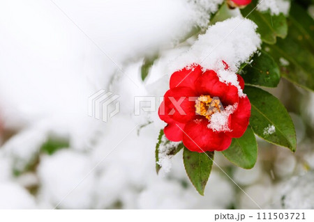 一輪の赤いサザンカに白い雪が積もっています 一輪の赤いサザンカに白い雪が積もっています 111503721