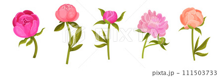 Lush Peony Flower Bud with Green Stem and Leaves Vector Set Lush Peony Flower Bud with Green Stem and Leaves Vector Set 111503733