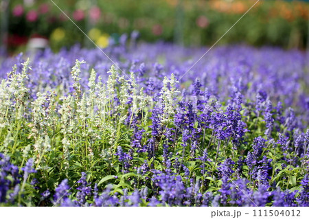 サルビア 白いファリナセアの花 サルビア 白いファリナセアの花 111504012