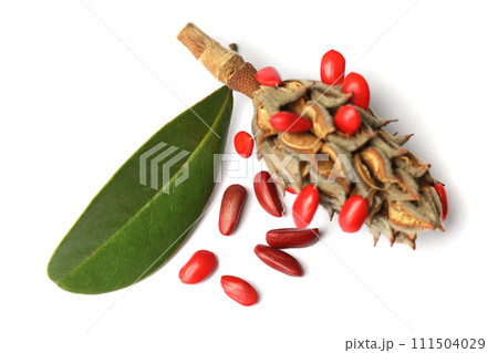Magnolia Grandifora tree fruits, green leaves and red seeds on white background, top view Magnolia Grandifora tree fruits, green leaves and red seeds on white background, top view 111504029