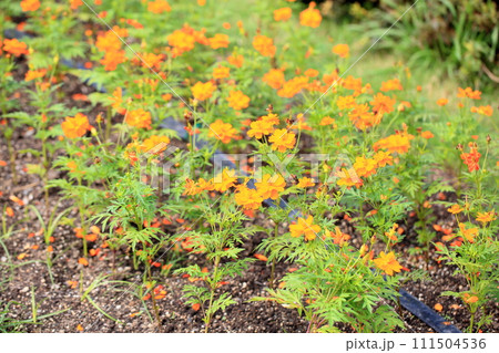 キバナコスモスの花 キバナコスモスの花 111504536