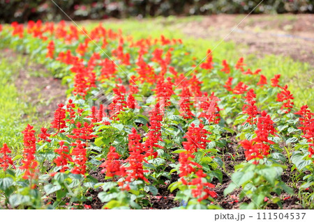 サルビア スプレンデンスの花 サルビア スプレンデンスの花 111504537