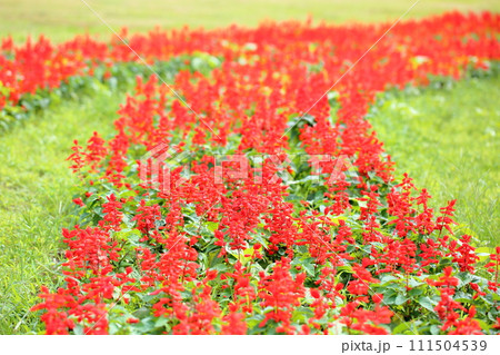 サルビア スプレンデンスの花 サルビア スプレンデンスの花 111504539