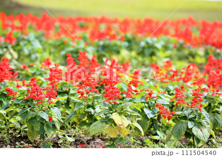 サルビア　スプレンデンスの花 111504540