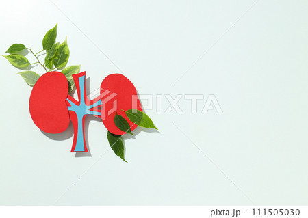 Kidneys on a light background, for National Kidney Month. 111505030