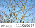 A tree branch with a blue clear sky background, moon during the day 111505057