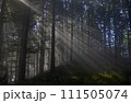 Panoramic view of majestic green deciduous and pine forest in a morning fog. Tree silhouettes. Sun rays, pure sunlight. Atmospheric dreamlike summer landscape.  111505074