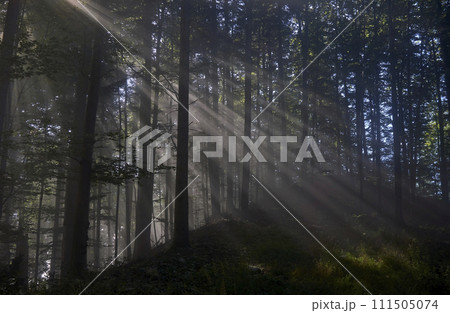 Panoramic view of majestic green deciduous and pine forest in a morning fog. Tree silhouettes. Sun rays, pure sunlight. Atmospheric dreamlike summer landscape. Panoramic view of majestic green deciduous and pine forest in a morning fog. Tree silhouettes. Sun rays, pure sunlight. Atmospheric dreamlike summer landscape. 111505074