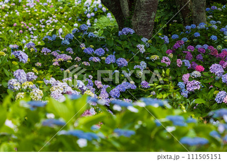 伊豆下田の初夏　紫陽花が満開の下田公園 111505151