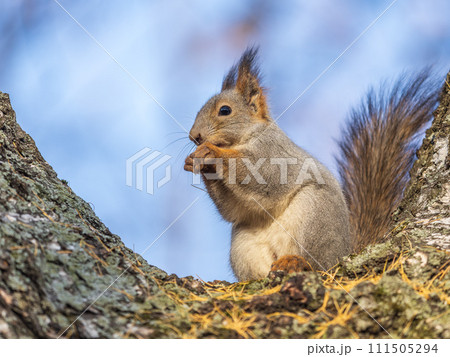 The squirrel with nut sits on tree in the autumn. Eurasian red squirrel, Sciurus vulgaris. The squirrel with nut sits on tree in the autumn. Eurasian red squirrel, Sciurus vulgaris. 111505294