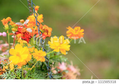 鮮やかキバナコスモスの花 鮮やかキバナコスモスの花 111505318