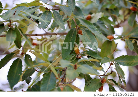 コナラ　ドングリの実 111505323