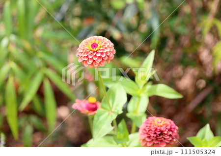 ジニアの花 111505324