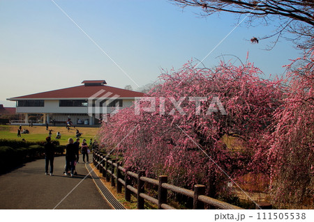 北九州市立総合農事センターの梅の花と青空 【春節】 111505538