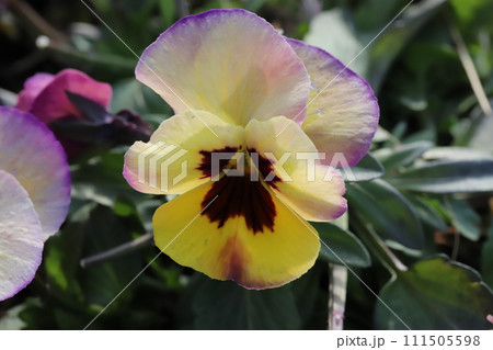 冬の庭に咲くカラフルなパンジーの花 冬の庭に咲くカラフルなパンジーの花 111505598