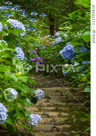 伊豆下田の初夏　紫陽花が満開の下田公園 111505610