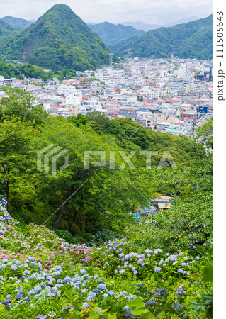 伊豆下田の初夏 紫陽花が満開の下田公園 伊豆下田の初夏 紫陽花が満開の下田公園 111505643