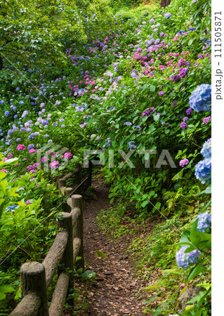 伊豆下田の初夏　紫陽花が満開の下田公園 111505871
