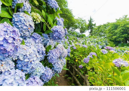 伊豆下田の初夏 紫陽花が満開の下田公園 伊豆下田の初夏 紫陽花が満開の下田公園 111506001